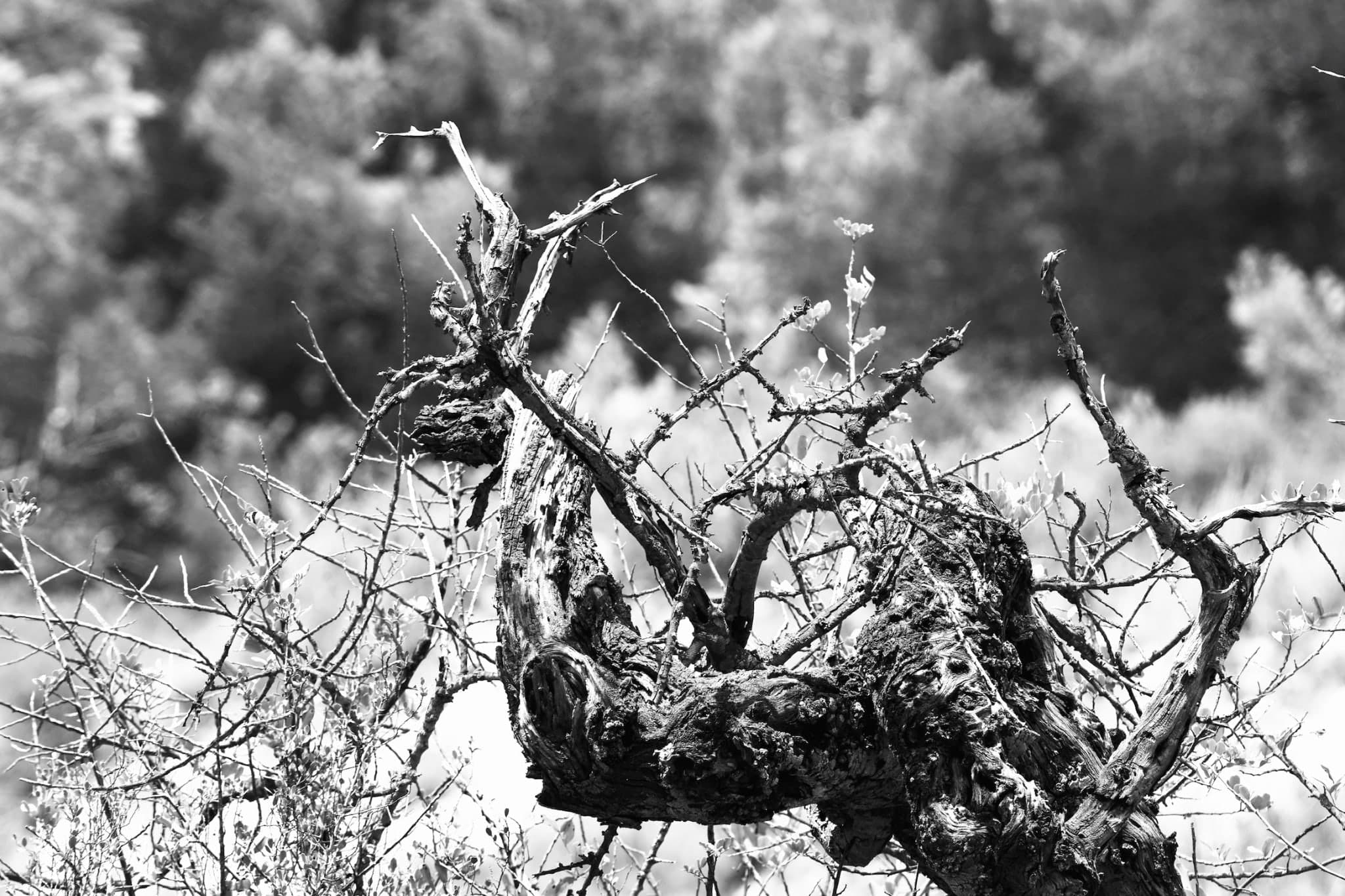 Knorriger alter Baum mit weit verzweigten Ästen