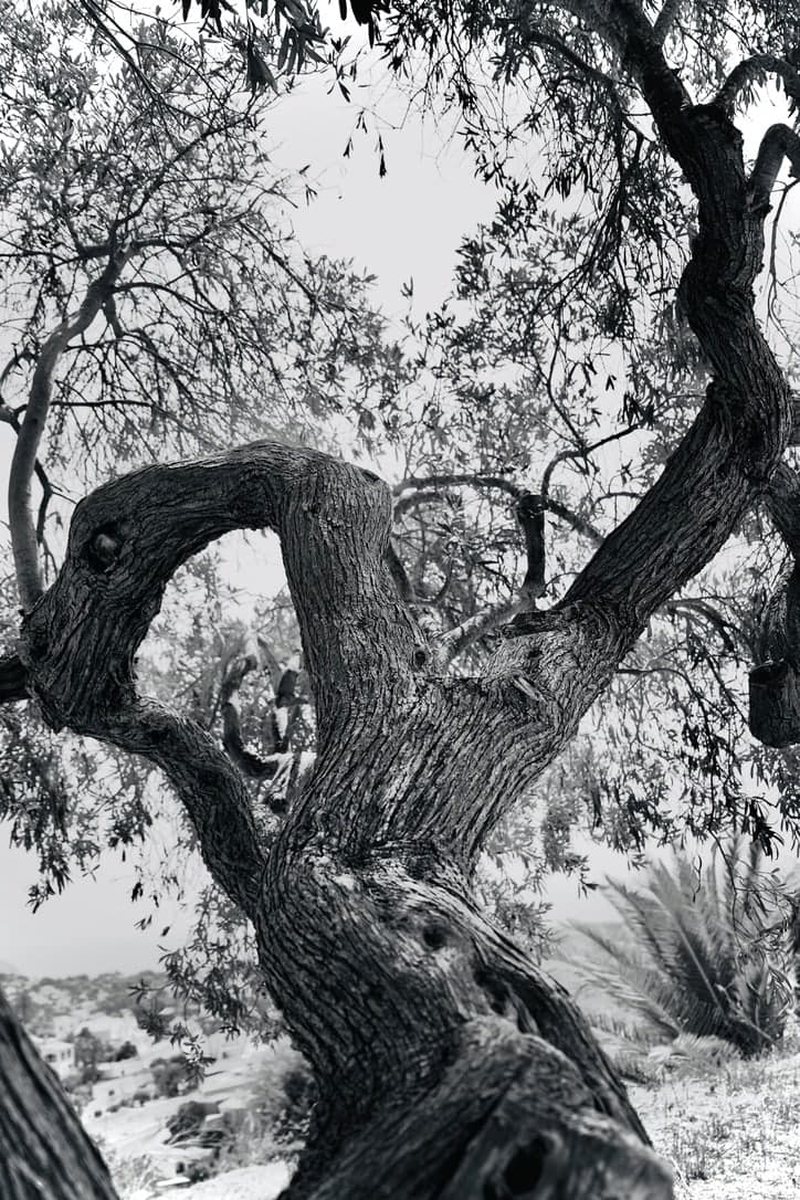 Skulptural gewachsener alter Baum in Schwarz-Weiß