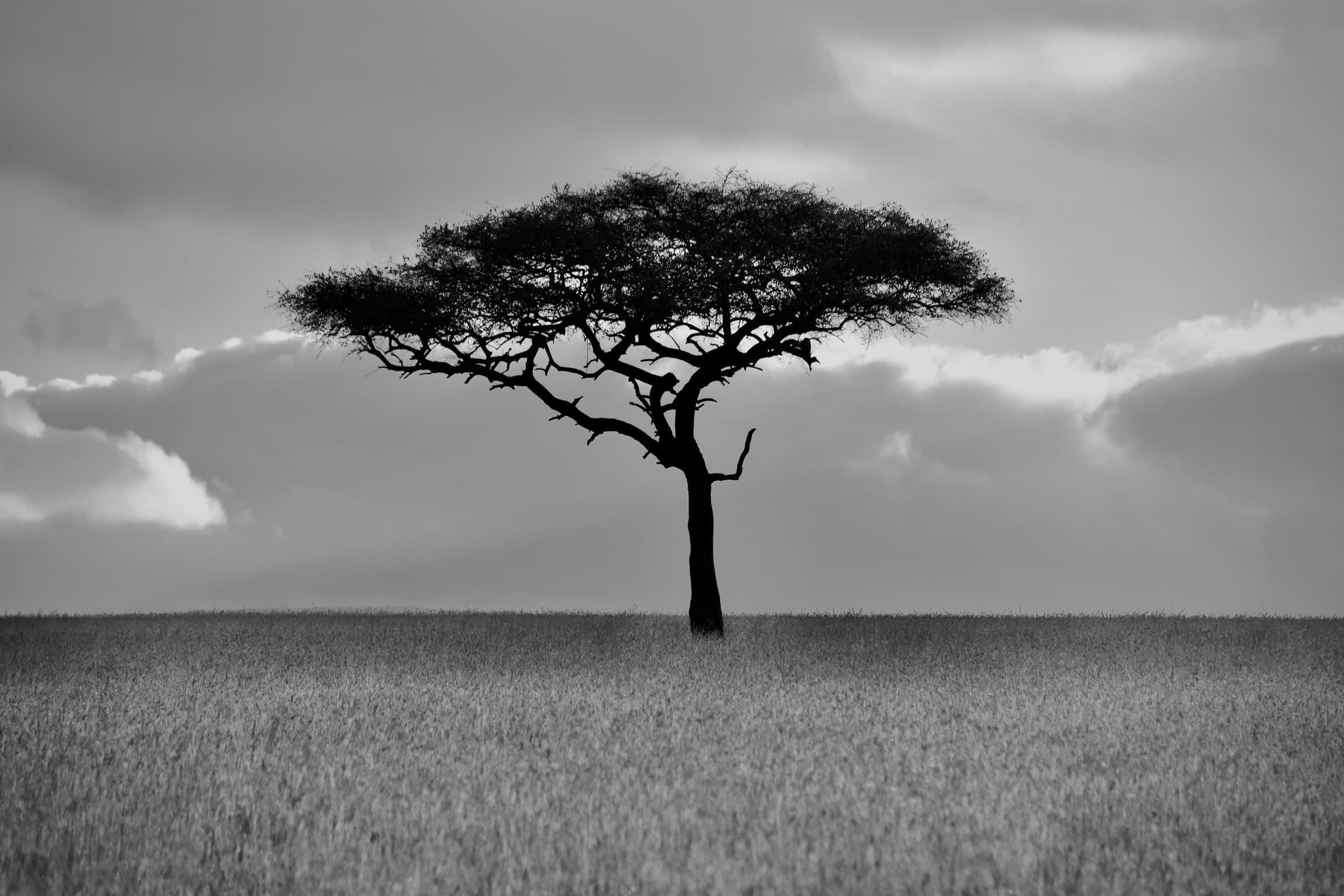 Einzelner Baum in weiter Savannenlandschaft